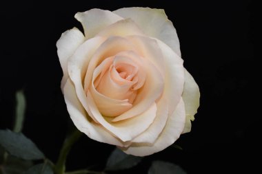 Koyu arkaplanda güzel bir gül, yaz konsepti, yakın görüş  