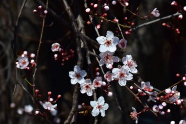 Çiçek açan kiraz ağacı dalları. Güzel çiçekler, yakın plan, bahar konsepti.  