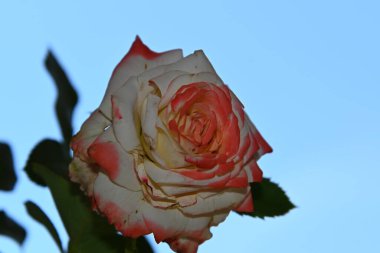 Mavi arkaplanda güzel bir gül çiçeği