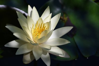 Güzel çiçek açan nilüfer çiçekleri yaz günü gölette büyür. 