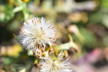 Güneşli yaz gününde bahçede yetişen güzel çiçekler. 