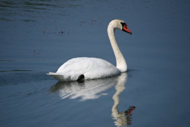Güzel beyaz kuğu yaz günü göl yüzeyinde yüzüyor. 
