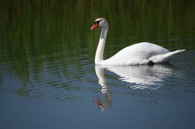 Güzel beyaz kuğu yaz günü göl yüzeyinde yüzüyor. 