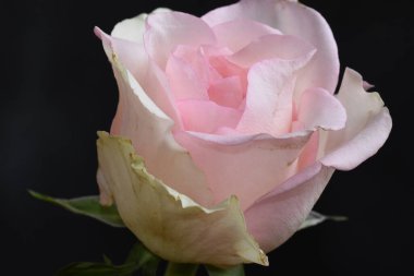 Koyu arkaplanda güzel bir gül, yaz konsepti, yakın görüş  