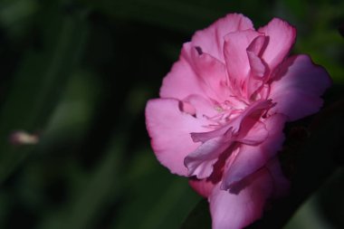 Güneşli yaz gününde bahçede büyüyen güzel bir çiçek. 