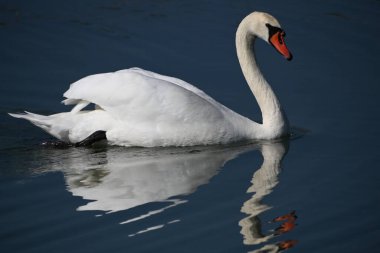 Güzel beyaz kuğu yaz günü göl yüzeyinde yüzüyor. 