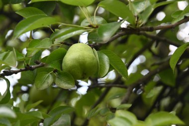 Açık havada yetişen olgun armut ağacı, yaz konsepti, yakın görüş  