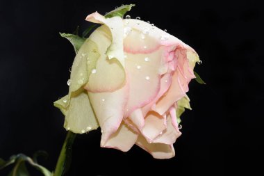 Koyu arkaplanda güzel bir gül, yaz konsepti, yakın görüş  