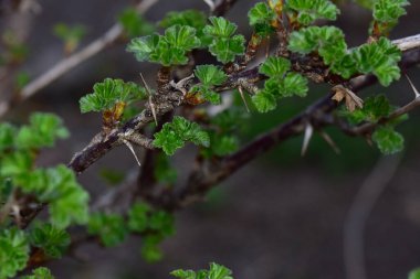 Bahçedeki yeşil bitki yapraklarını kapatın.
