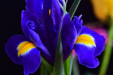 Koyu arkaplanda güzel süsen çiçekleri, yaz konsepti, yakın manzara  