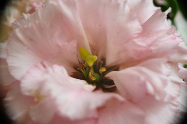 Güneşli yaz gününde bahçede büyüyen güzel bir çiçek. 