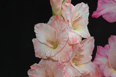 Karanlık arka planda güzel gladyatörler, yaz konsepti, yakın görüş  