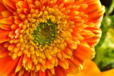 Güzel Gerbera koyu arkaplan, yaz konsepti, yakın görüş  