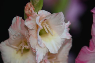 Karanlık arka planda güzel gladyatörler, yaz konsepti, yakın görüş  