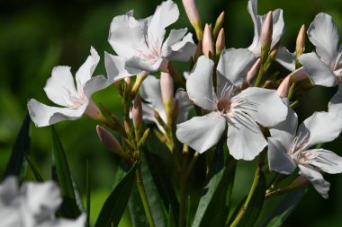 Güneşli yaz gününde bahçede yetişen güzel çiçekler. 
