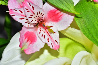 Koyu arkaplanda güzel çiçekler, yaz konsepti, yakın manzara  