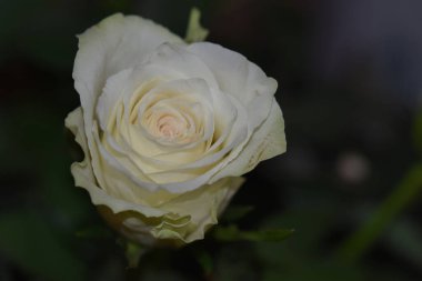 Koyu arkaplanda güzel bir gül, yaz konsepti, yakın görüş  