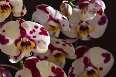 Koyu arkaplanda güzel orkide çiçekleri, yaz konsepti, yakın görüş  