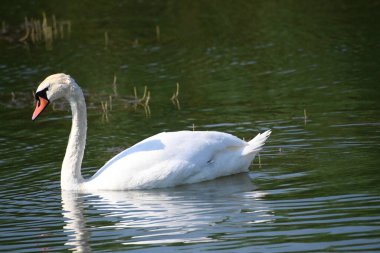 Güzel beyaz kuğu yaz günü göl yüzeyinde yüzüyor. 