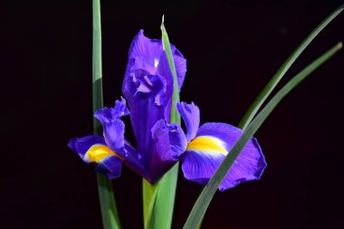 Koyu arkaplanda güzel çiçekler