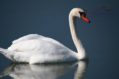 Güzel beyaz kuğu yaz günü göl yüzeyinde yüzüyor. 