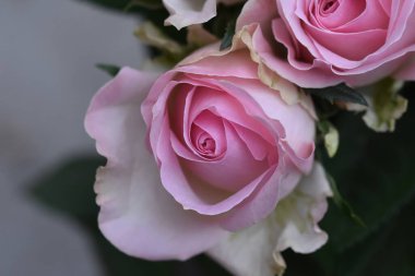 Koyu arkaplanda güzel güller, yaz konsepti, yakın manzara  