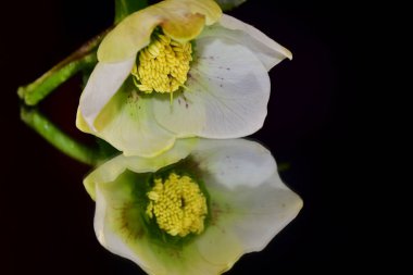 Koyu arkaplanda güzel çiçekler