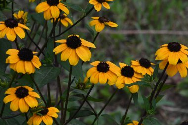 Güneşli yaz gününde bahçede yetişen güzel çiçekler. 