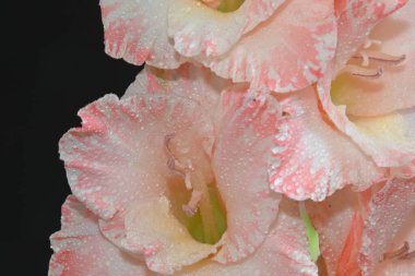 Karanlık arka planda güzel gladyatörler, yaz konsepti, yakın görüş  