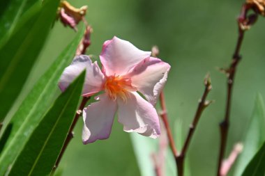 Güneşli yaz gününde bahçede büyüyen güzel bir çiçek. 