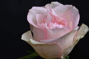 Koyu arkaplanda güzel bir gül, yaz konsepti, yakın görüş  