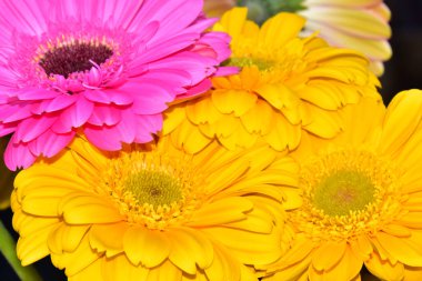 Koyu arkaplanda güzel Gerbera çiçekleri, yaz konsepti, yakın görüş  