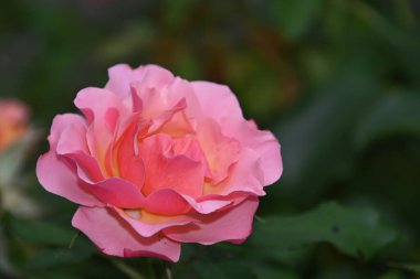 Koyu arkaplanda güzel bir gül çiçeği, yaz konsepti, yakın görüş  