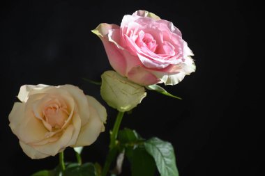 Koyu arkaplanda güzel güller, yaz konsepti, yakın manzara  