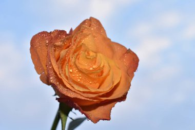 Gökyüzü arka planında güzel bir gül, yaz konsepti, yakın manzara