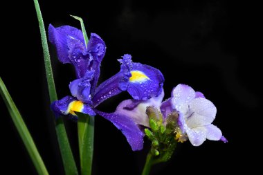 Koyu arkaplanda güzel çiçekler, yaz konsepti, yakın manzara