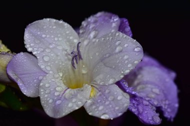 Koyu arkaplanda güzel çiçekler, yaz konsepti, yakın manzara