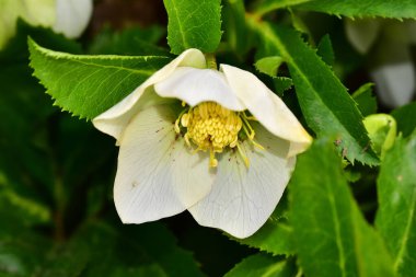 Güneşli yaz gününde bahçede yetişen güzel çiçekler. 