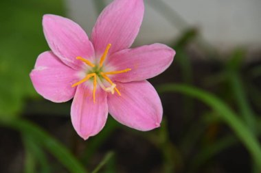Bahçedeki güzel çiçekleri kapat.
