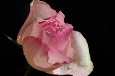 Koyu arkaplanda güzel bir gül, yaz konsepti, yakın görüş  