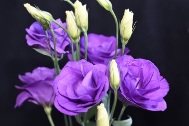 Karanlık arka planda güzel Eustoma çiçekleri, yaz konsepti, yakın görüş  