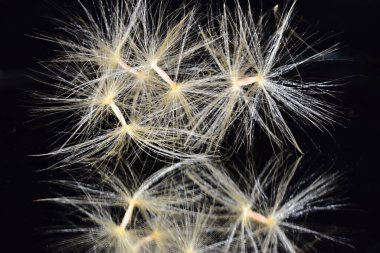 Koyu arkaplanda beyaz tüylü karahindiba çiçekleri, yaz konsepti, yakın görüş  