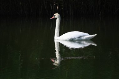 Güzel beyaz kuğu yaz günü göl yüzeyinde yüzüyor. 