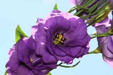 Mavi arka planda güzel Eustoma çiçekleri