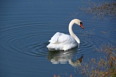 Güzel beyaz kuğu yaz günü göl yüzeyinde yüzüyor. 
