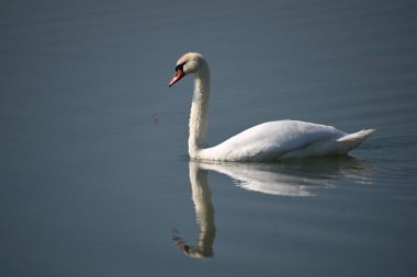 Güzel beyaz kuğu yaz günü göl yüzeyinde yüzüyor. 