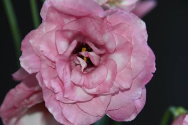 Karanlık arka planda güzel bir östoma çiçeği, yaz konsepti, yakın görüş  