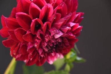 güzel kasımpatı çiçeği bahçede yetişiyor yaz güneşli bir günde 