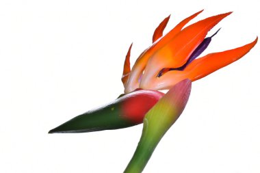 Beyaz arka planda güzel Strelitzia reginae çiçeği, yaz konsepti, yakın görüş  