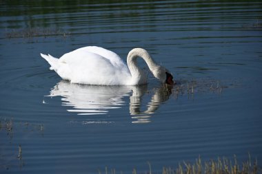 Güzel beyaz kuğu yaz günü göl yüzeyinde yüzüyor. 